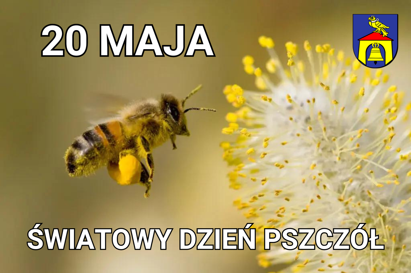 20-maja